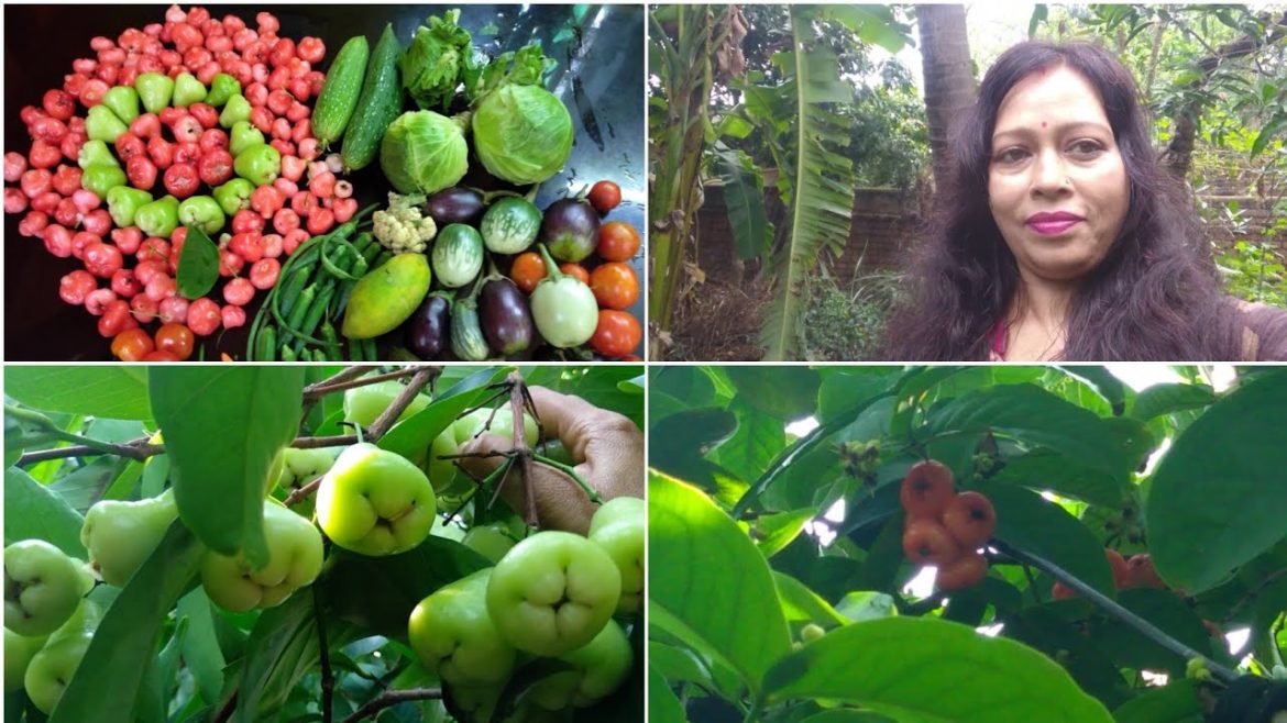 Backyard Garden Harvesting | Lots Of Water Apple Plucking |