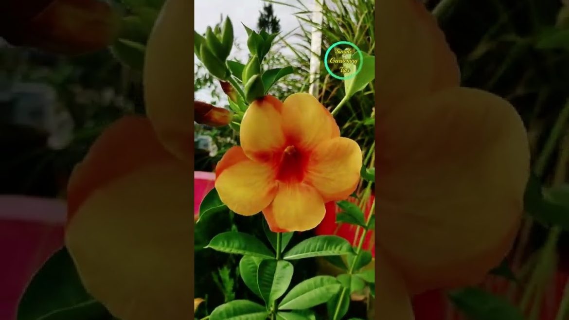 Rare variety Red Alamanda Flowers_ Simple Gardening Tips #shorts #shortsvideo #youtubeshorts
