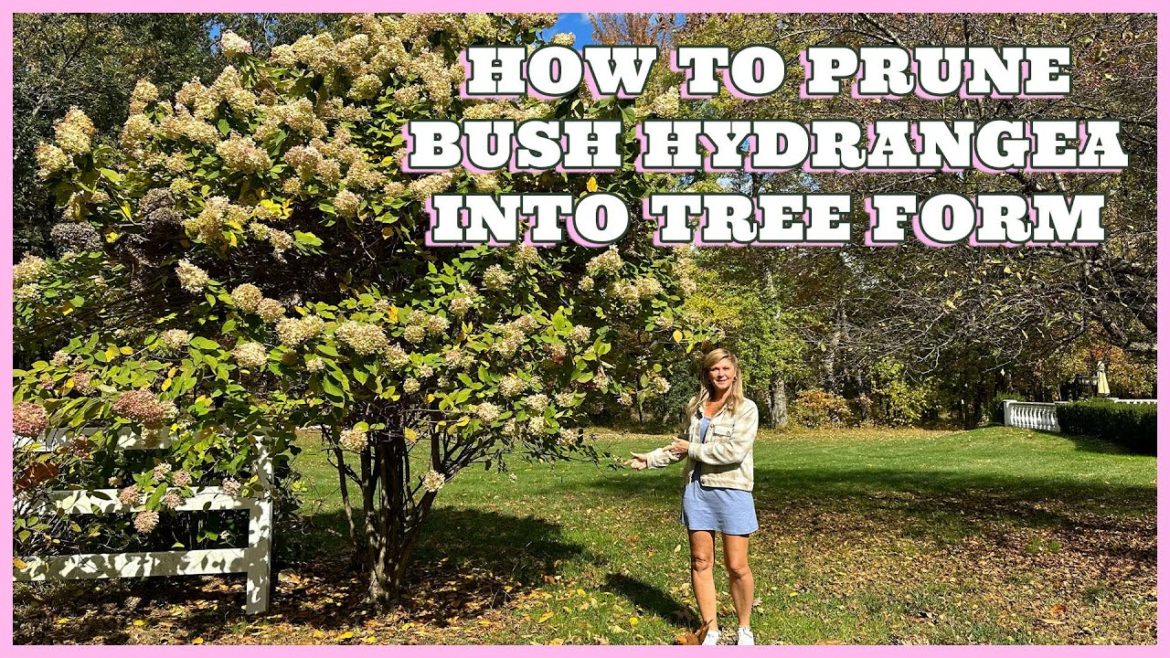 How to Prune a Shrub Hydrangea Into a Tree Form How to Prune a Shrub Hydrangea Into a Tree Form