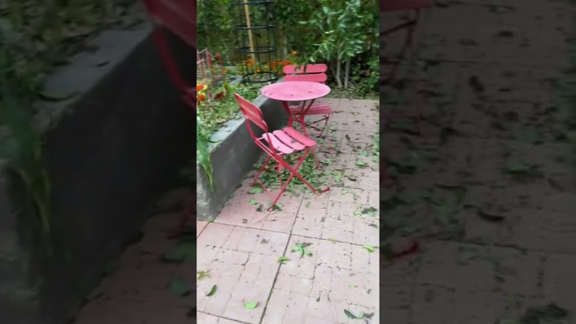 California High Winds & the CaliKim Garden….update