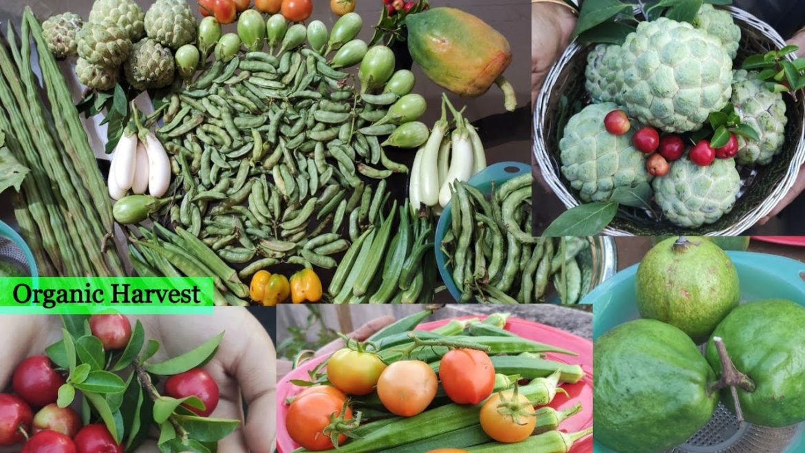 Fruits&vegetables harvest #terracegarden#gardening #organic #fruit #vegetables #harvest Fruits&vegetables harvest #terracegarden#gardening #organic #fruit #vegetables #harvest 