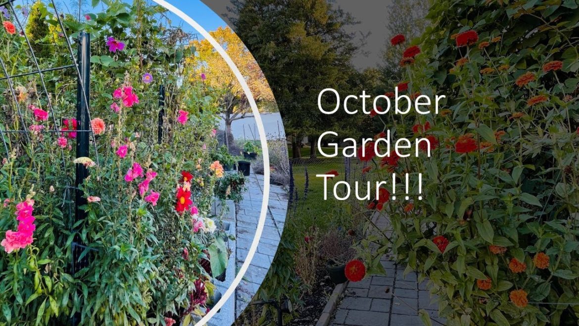 Oct Garden Tour | What blooms in October Garden| Backyard Garden Highlights Oct Garden Tour | What blooms in October Garden| Backyard Garden Highlights