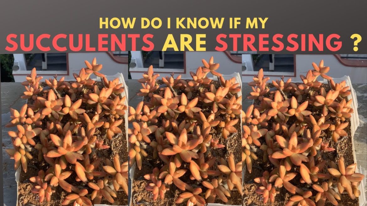 || HOW DO I KNOW IF MY SUCCULENTS ARE STRESSING ? || || HOW DO I KNOW IF MY SUCCULENTS ARE STRESSING ? ||