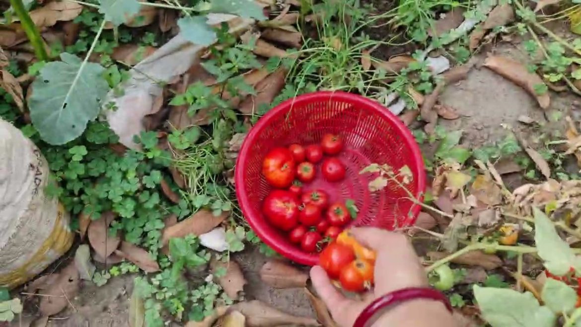 Backyard Garden Harvesting & Overview