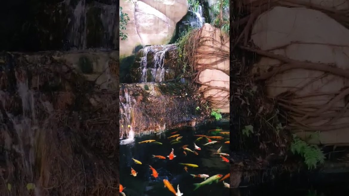 Koi Fish Pond And Calm Flowing Waterfall