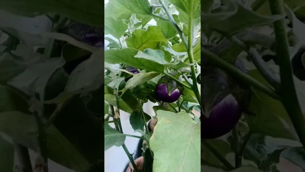 Easy to grow brinjal plant in pot #shorts Easy to grow brinjal plant in pot #shorts