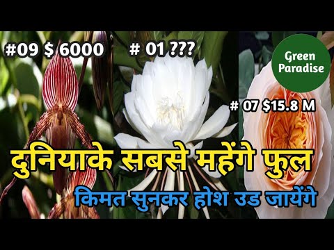 Top 10 Most Expensive Flowers in the World 🌷दुनियाके सबसे महेंगे फुल Top 10 Most Expensive Flowers in the World 🌷दुनियाके सबसे महेंगे फुल