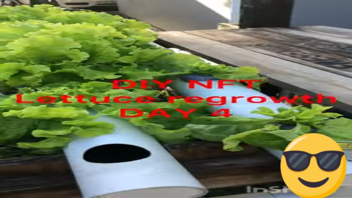 DIY NFT Lettuce regrowth 4 Days after harvesting and sharing with the neighbors#shorts DIY NFT Lettuce regrowth 4 Days after harvesting and sharing with the neighbors#shorts