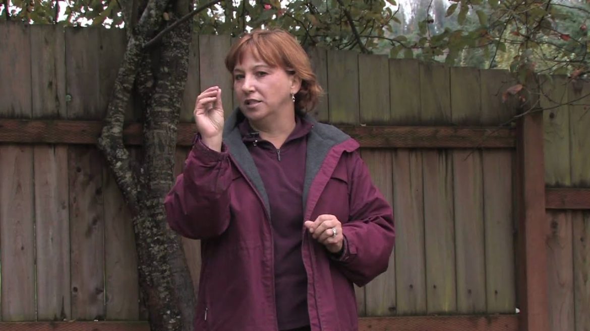 Gardening Tips : Pollinating Apple Trees Without Bees Gardening Tips : Pollinating Apple Trees Without Bees