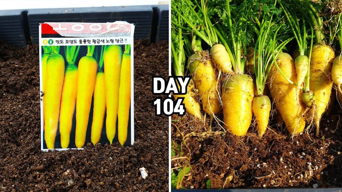 가을 당근 키우기(노랑당근) : Planting Fall Carrots In Containers 가을 당근 키우기(노랑당근) : Planting Fall Carrots In Containers