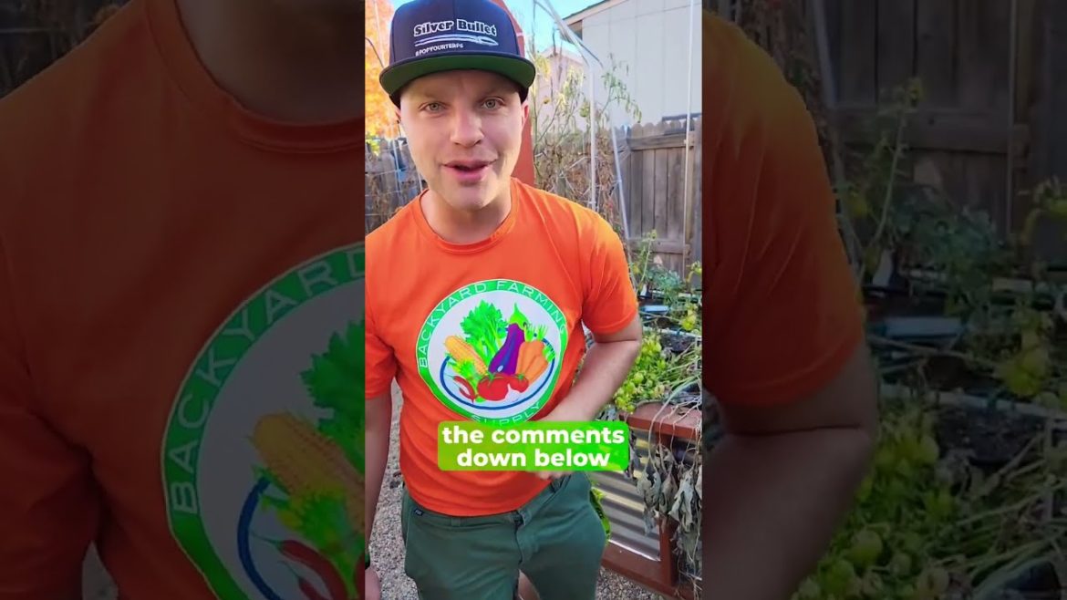 What do you use tomatillos for?  🌱 #tomatilloharvest #tomatillos #farming