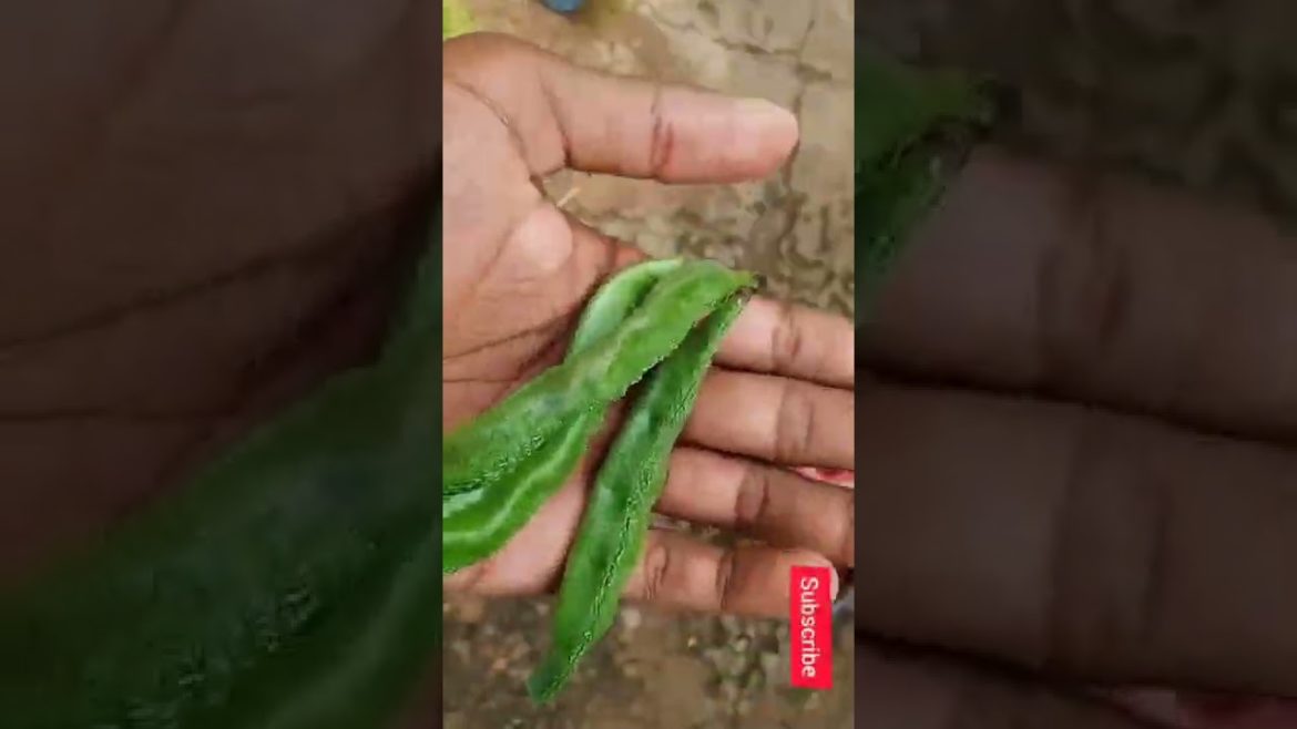 நம்ம வீட்டு தோட்டத்தின் காய்கறி அறுவடை, Harvesting our Home Garden Vegetables #shorts #harvesting