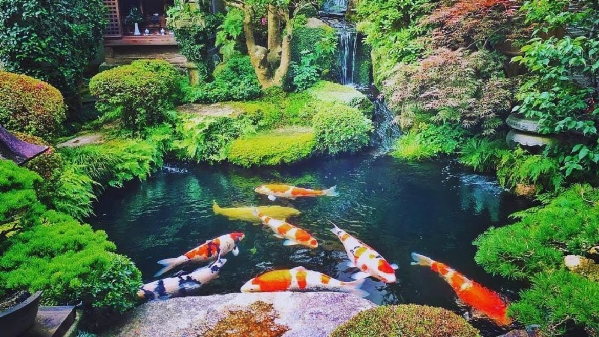 Beautiful Outdoor Backyard Garden Koi Pond | Amazing Jumbo Koi in Villa Beautiful Outdoor Backyard Garden Koi Pond | Amazing Jumbo Koi in Villa