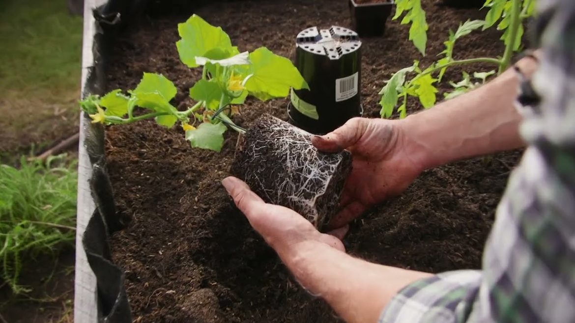 Bubble Wrap Protection For My Veggies