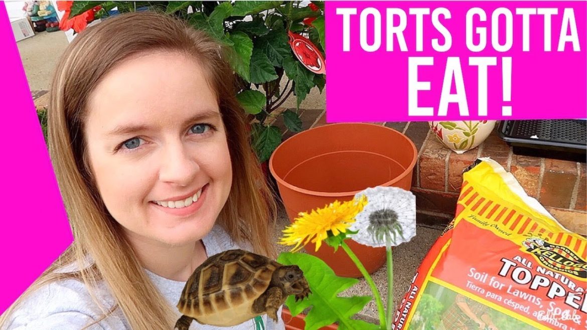 Trying To Garden FAIL & Shopping For Tortoise Supplies