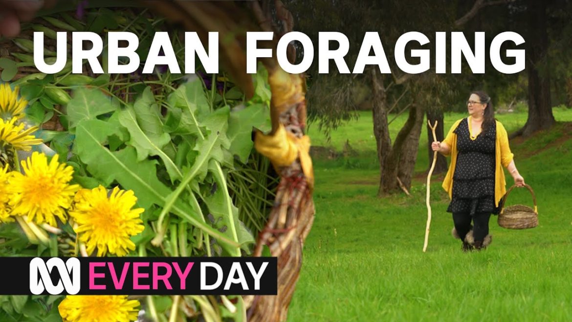 Seven kinds of edible plants that anyone can find | Everyday Food | ABC Australia Seven kinds of edible plants that anyone can find | Everyday Food | ABC Australia