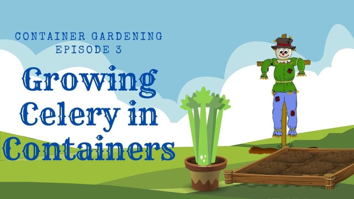 #322 Container Gardening Ep 3 – Growing Celery in Containers #322 Container Gardening Ep 3 - Growing Celery in Containers