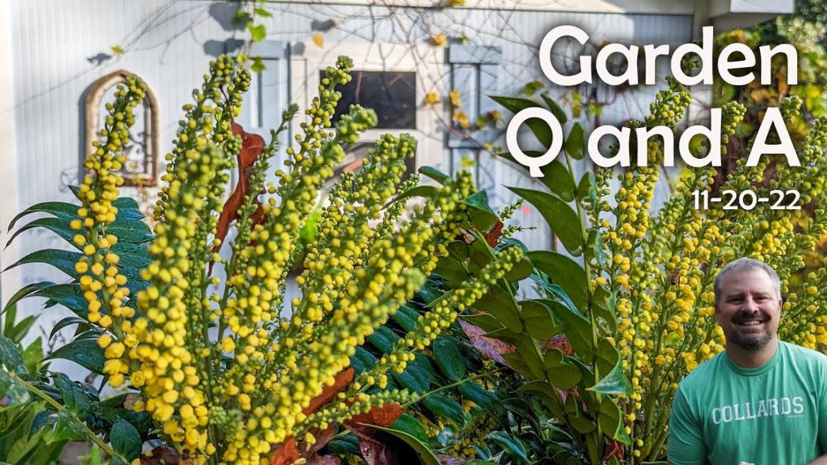 Great Garden Questions from Subscribers – Winter Gardening, Fertilizing Now?, Transplanting Time Great Garden Questions from Subscribers - Winter Gardening, Fertilizing Now?, Transplanting Time