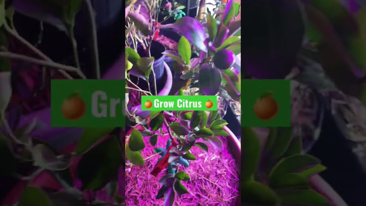 🍊#zone5  #Growing calamondin orange tree #citrus tree gardening