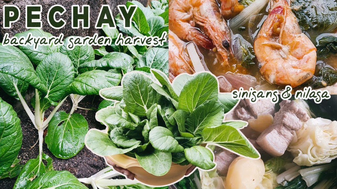 Sinigang & Nilaga with Freshly Harvested Pechay from the Backyard Garden! (silent vlog) ASMR cooking