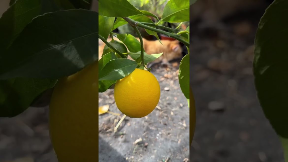 Container Meyer Lemon Tree in New England