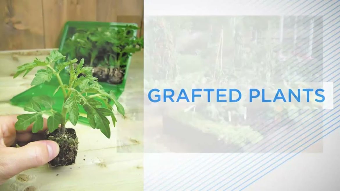 tomatoes plant growing at home and vegetables Natural Only tomatoes plant growing at home and vegetables Natural Only