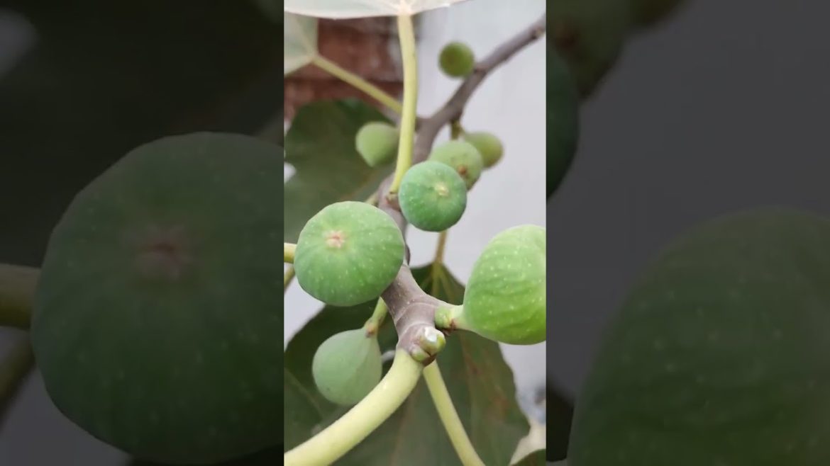 #figs #gardening | How To Grow Figs | anjeer fruit trees | #shorts #gardner #fruit #anjeer #shorts