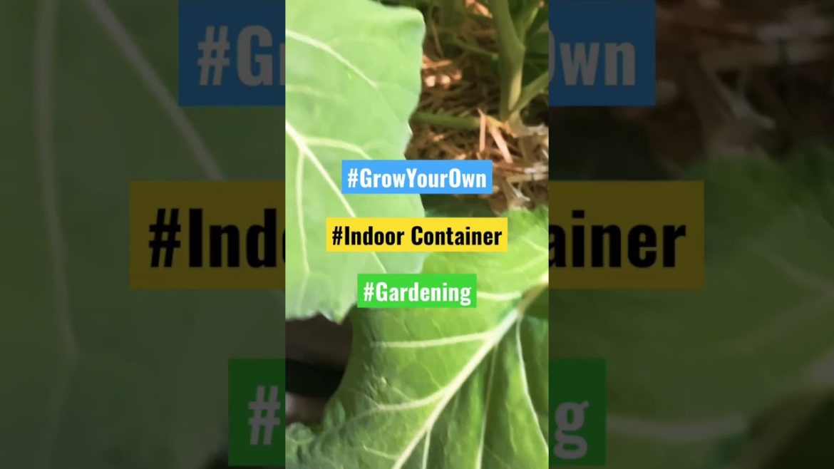 🥬 #how to #Growing collards in containers #growing collards