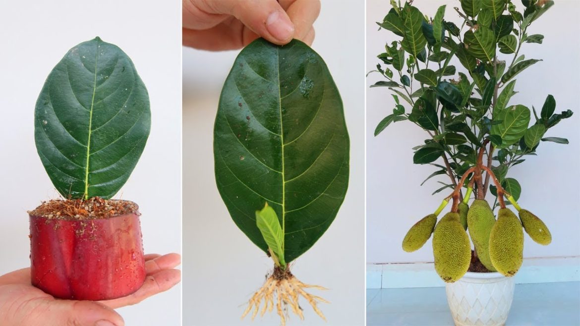 How to grow Jackfruit tree from leaves for beginners