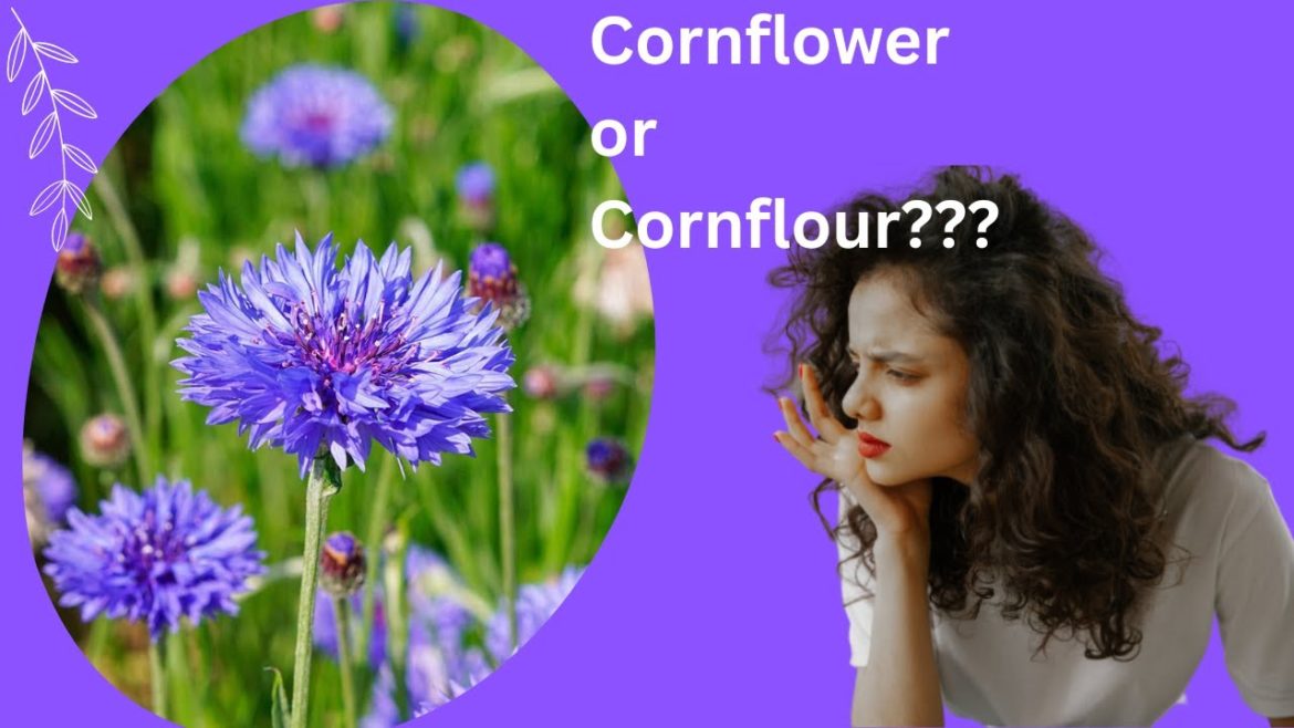 Cornflower or corn flour? |interesting facts about cornflower |C much more@FTD Facts Cornflower or corn flour? |interesting facts about cornflower |C much more@FTD Facts