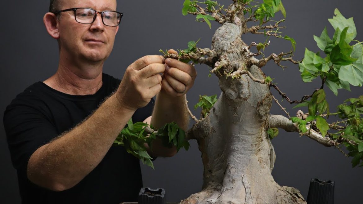 Trident maple early development