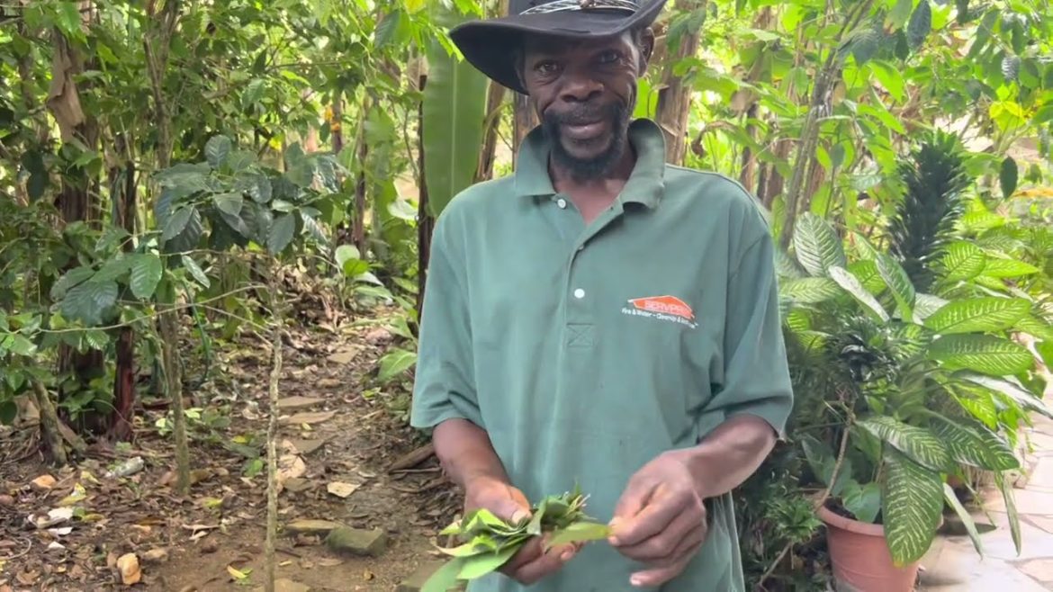 Morning walk in Haiti turns into exploring new plants, gardens, and apartment for rent