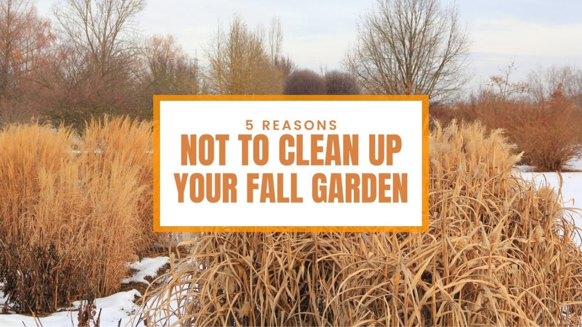 5 Reasons Why You Shouldn't Clean Up Your Fall Garden 🍁☀️✨