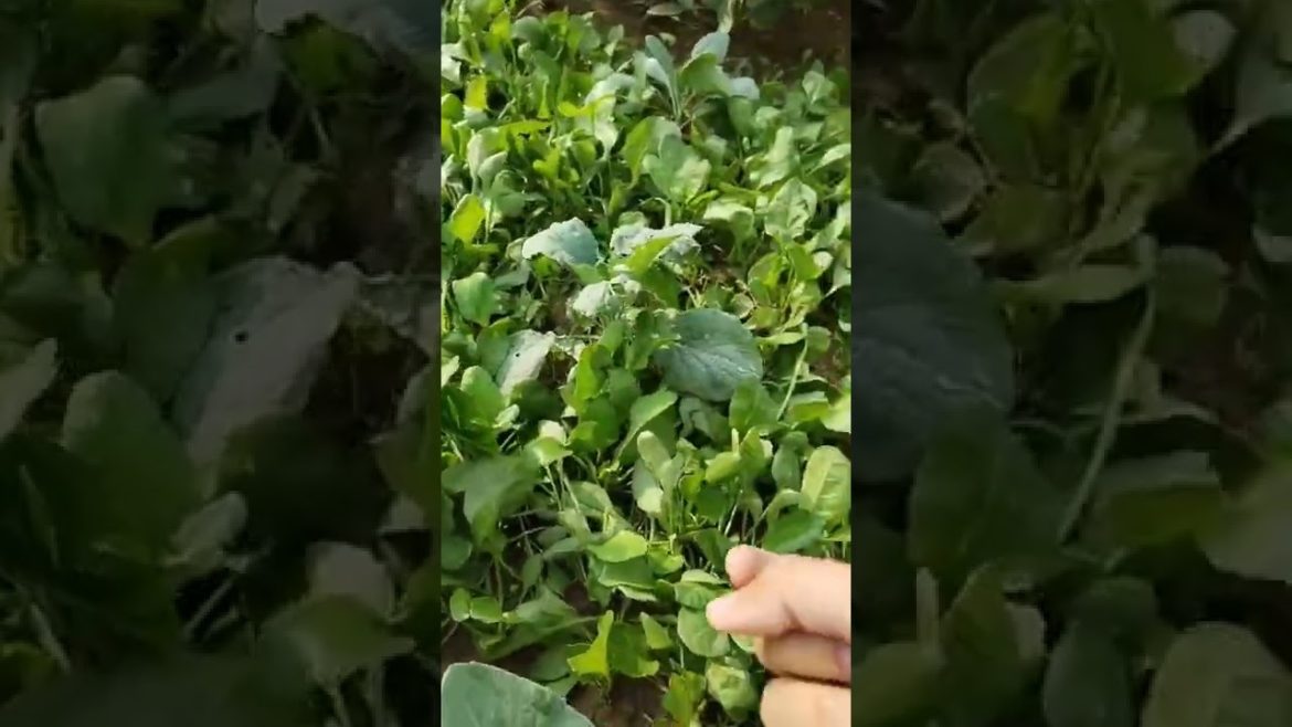 #shorts/ mini kitchen garden 🏡/आज हुई पालक की कटाई /organic vegetable
