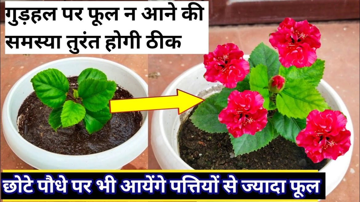 Best fertilizer for hibiscus plant. Homemade fertilizer for Hibiscus plant.Winter care for Gudhal.