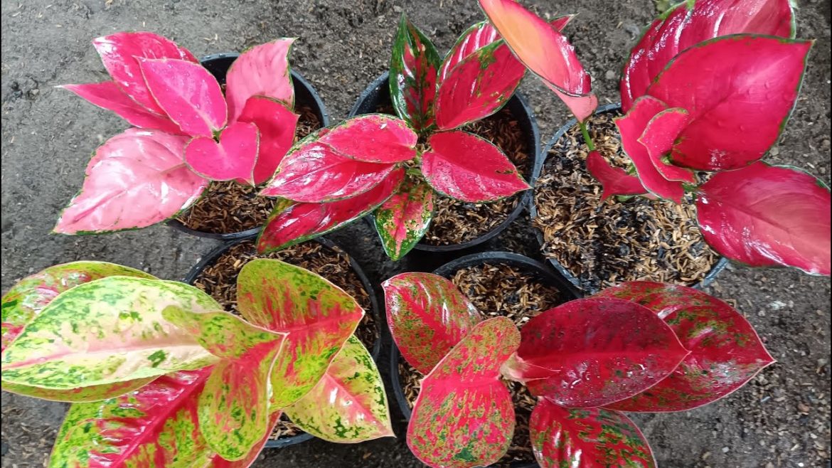 Care & Tips After Buying Aglaonema Plants Online