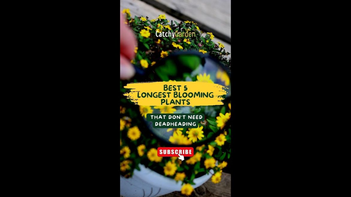 Best 5 Longest Blooming Plants That Don't Need Deadheading π·π±π» // #short #shorts Best 5 Longest Blooming Plants That Don't Need Deadheading π·π±π» // #short #shorts