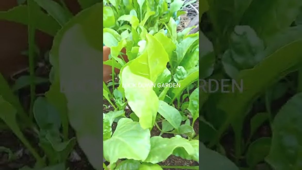 गमले में पालक कैसे उगाएं/How to grow spinach /Gardening Tips#shorts @Terrace & Gardening गमले में पालक कैसे उगाएं/How to grow spinach /Gardening Tips#shorts @Terrace & Gardening