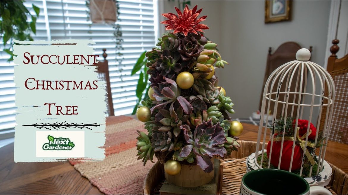 Succulent Christmas Tree with The Next Gardener Succulents