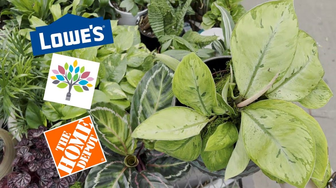 Big Box Plant Shopping at 3 Different Stores πͺ΄ Big Box Plant Shopping at 3 Different Stores πͺ΄