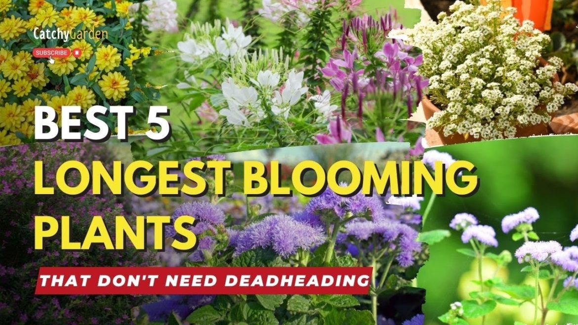 Best 5 Longest Blooming Plants That Don't Need Deadheading 🌷🌱🌻
