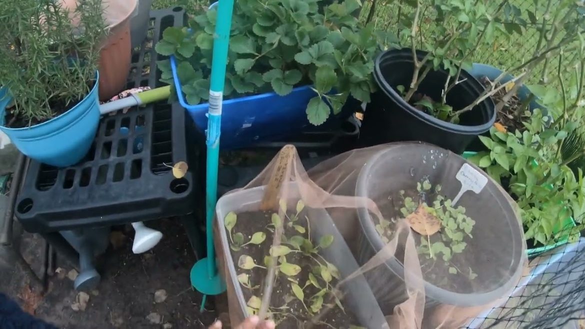 IT'S COLD Y'ALL / CHECKING THE GARDEN