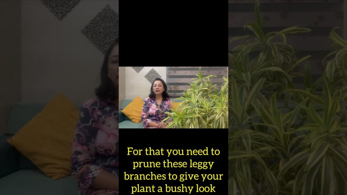 Give your Song of India plant a bushy look in minutes|#shorts |#gardeningtips|dracena care|