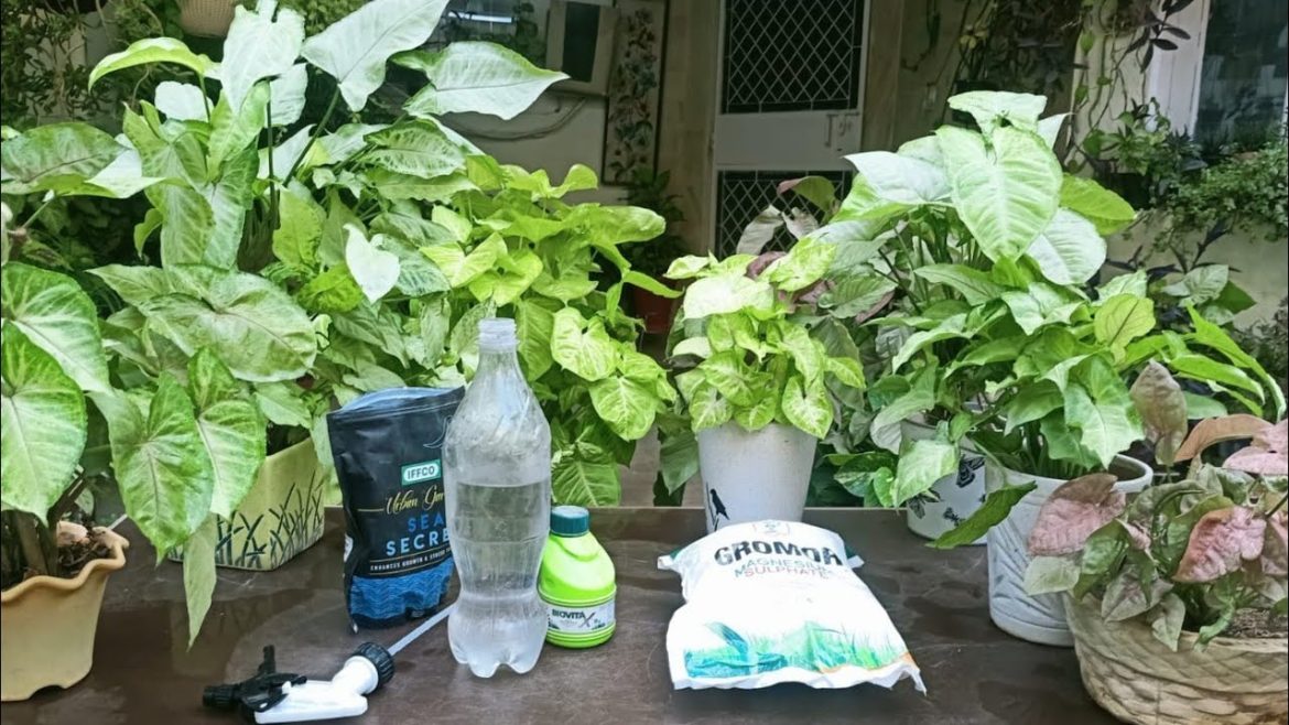 Syngonium Winter care//3 tips - Will never die in winters