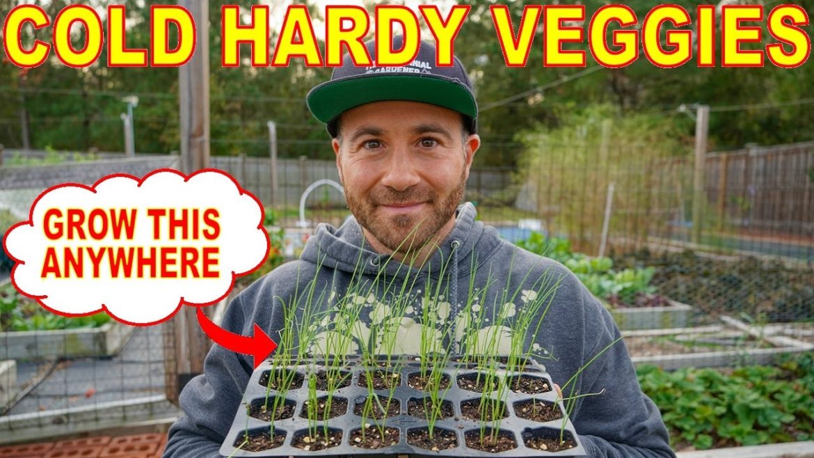 This Must Have Cold Hardy Veggie Can Grow All Winter In CANADA This Must Have Cold Hardy Veggie Can Grow All Winter In CANADA