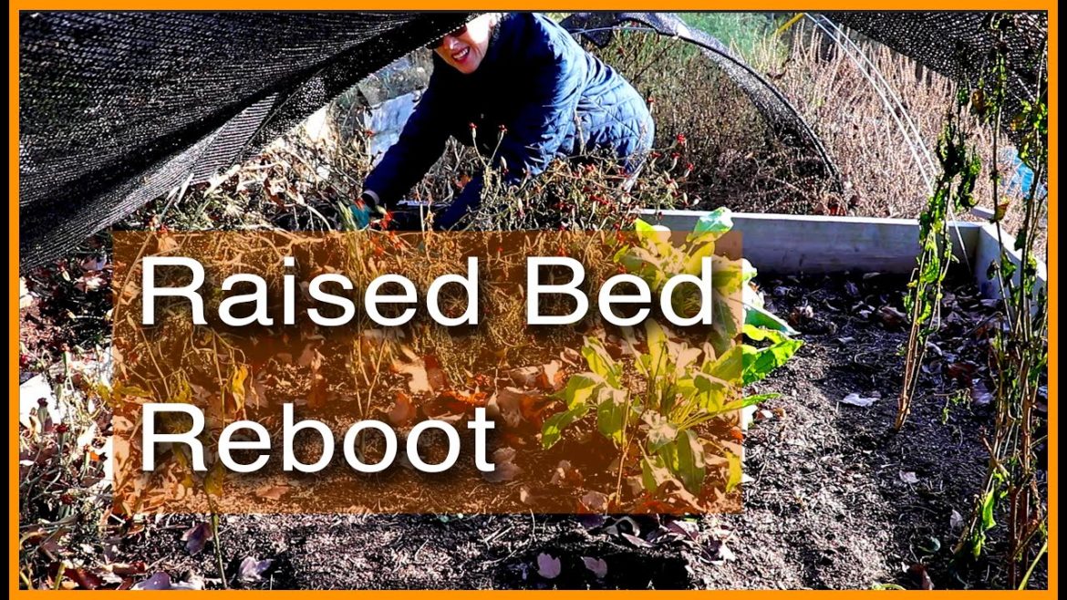 Raised Bed Redo | 5 Things TO REBOOT SOIL