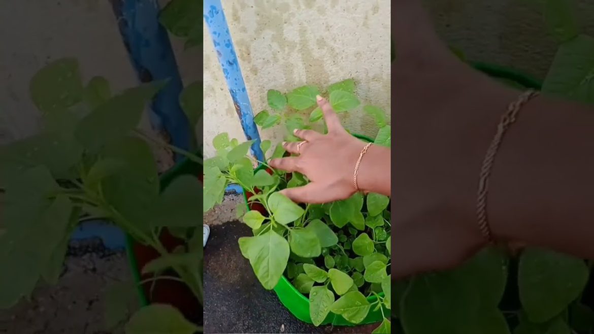 growing with love... #terracegarden #gardeningtips #thotakura #garden