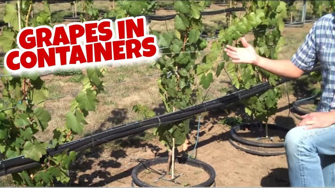 Grapes in containers