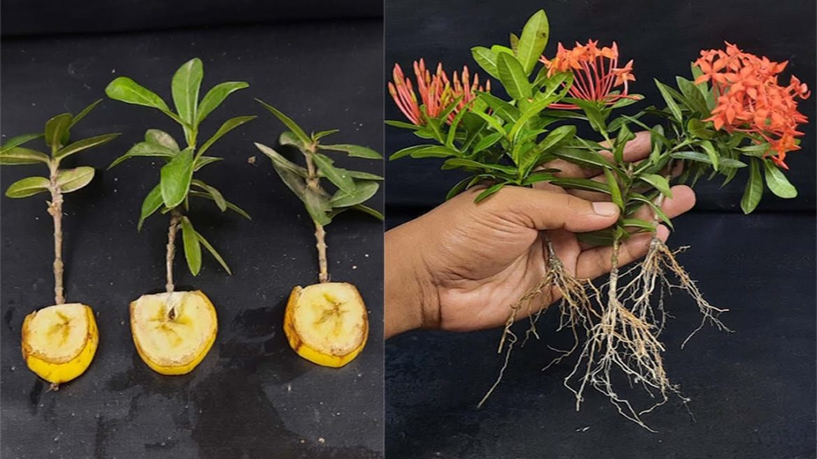 How to Grow Ixora coccinea flowers in Bananas