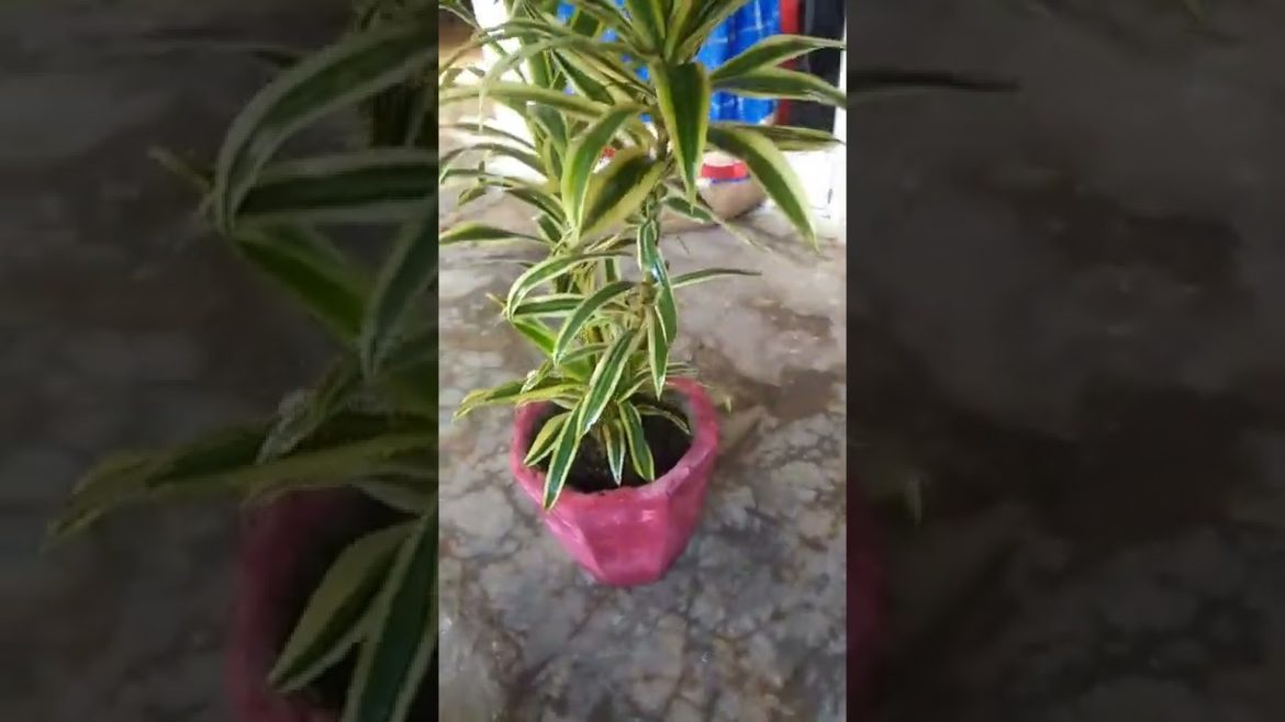 Sun Of India Plant Care ॥ Sun Of India Tips ॥ Indoor plants ॥ Gardening Vlog ॥ Short